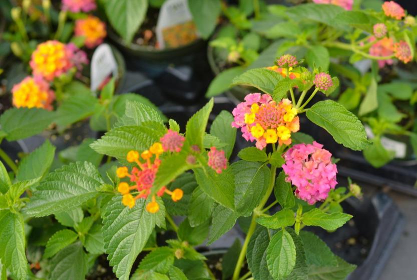 LUSCIOUS® Marmalade Lantana, A Sweet Addition to Your Landscape